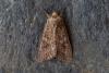 Anarta trifolii